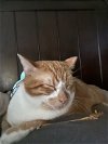 adoptable Cat in pineville, LA named Abu