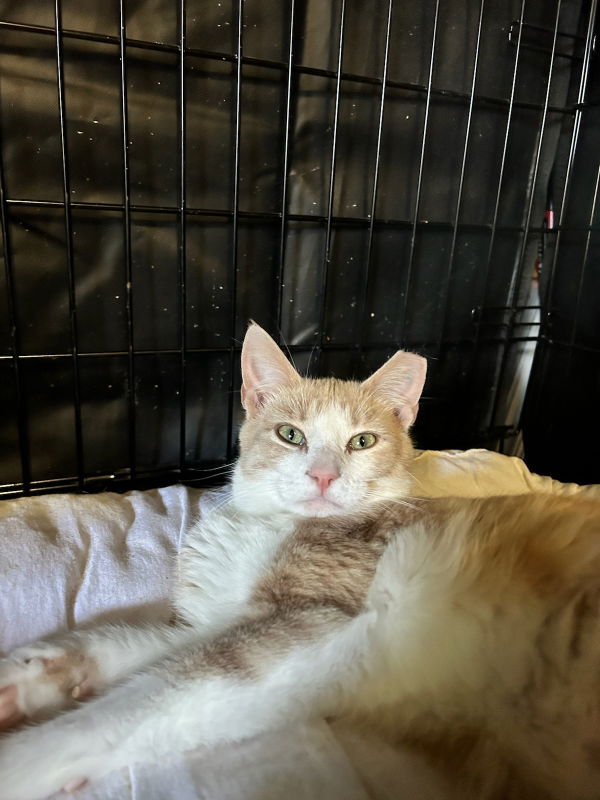 adoptable Cat in Pineville, LA named Fiero