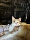 adoptable Cat in pineville, LA named Fiero