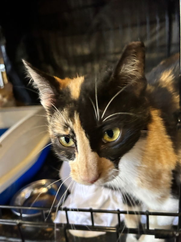 adoptable Cat in Pineville, LA named Delta