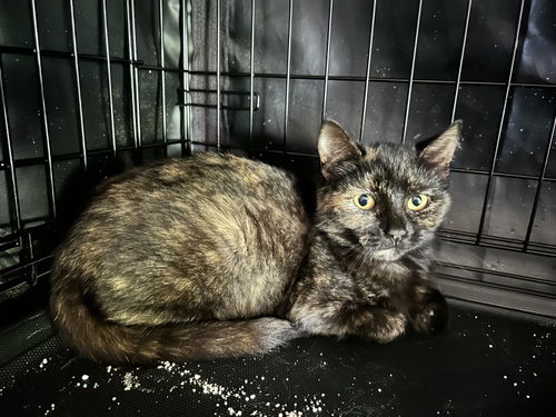 picture of the cat needing adoption