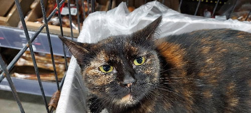 KELLI - Tortoiseshell / Domestic Short Hair available for adoption
