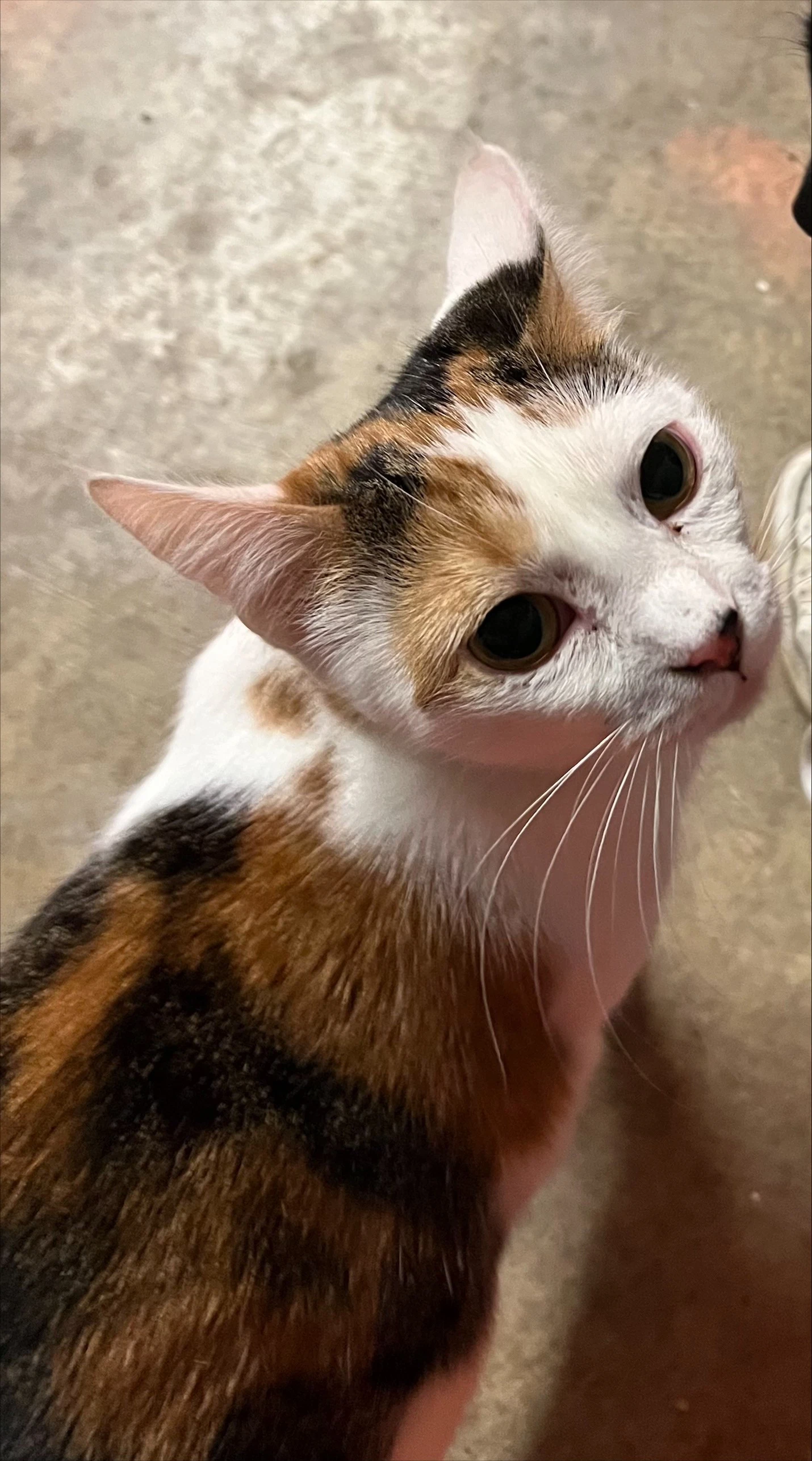 Mia