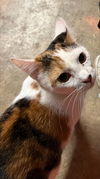 adoptable Cat in pineville, LA named Mia