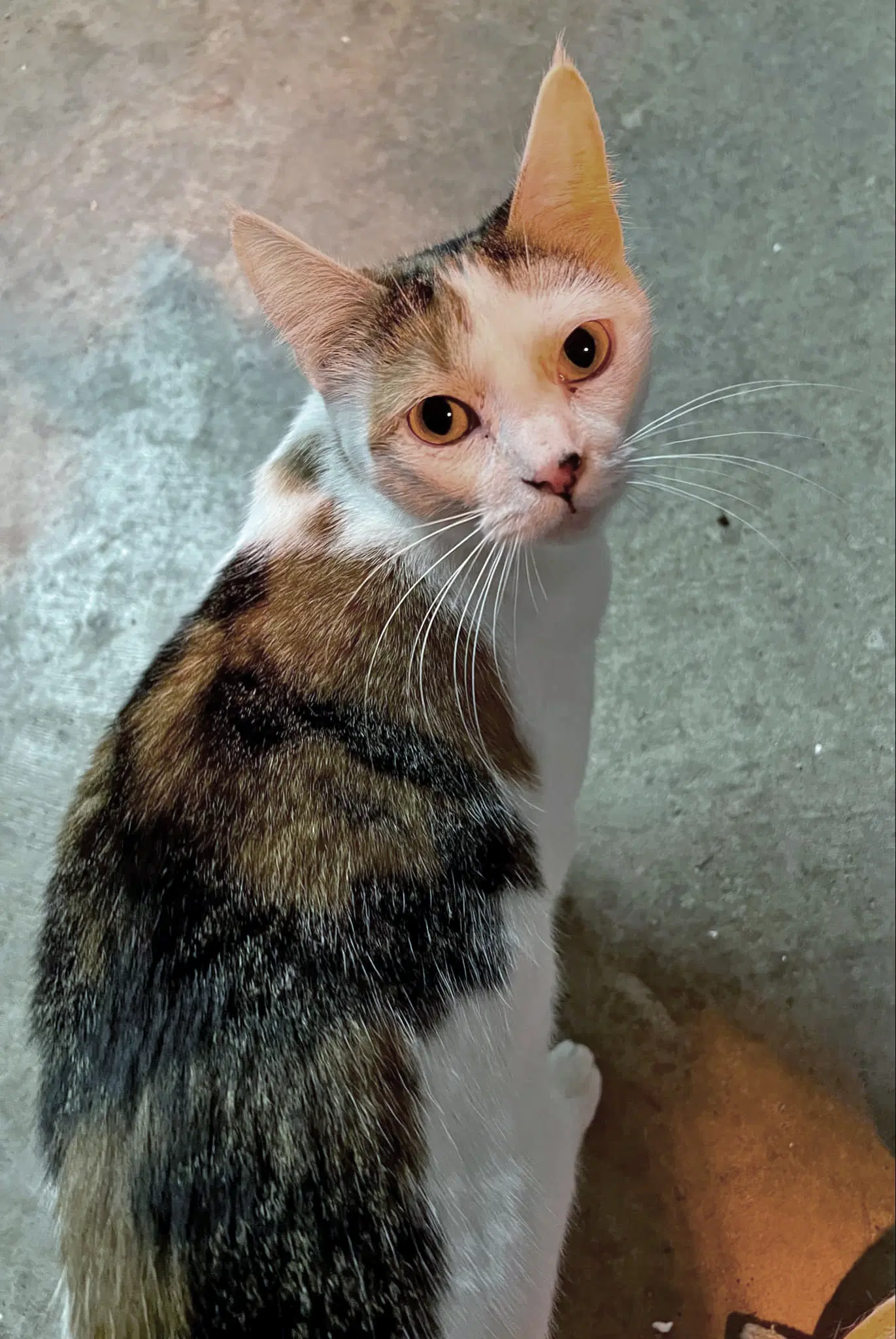 Mia image 2