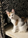 Mia - Photo 6