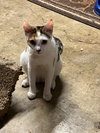 Mia - Photo 5