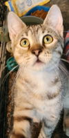 adoptable Cat in  named Exalta