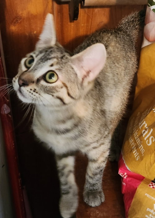 EXALTA - Tabby / Domestic Short Hair available for adoption