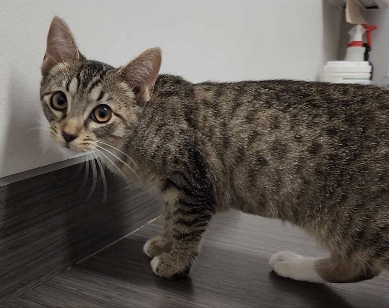 adoptable Cat in Pineville, LA named Peanut Butter