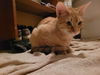 adoptable Cat in pineville, LA named Miss Sienna
