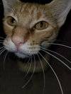 Miss Sienna - Photo 2