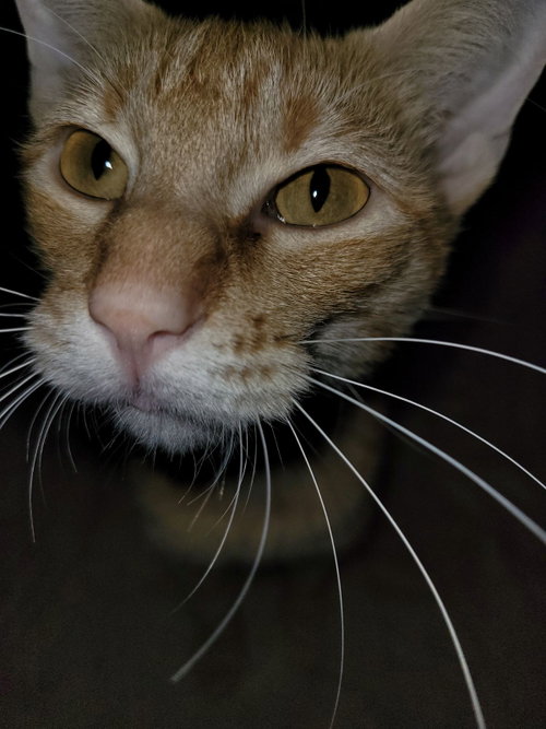 MISS SIENNA - Tabby / Domestic Short Hair available for adoption