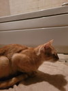 Miss Sienna - Photo 3