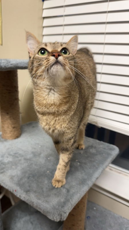 adoptable Cat in Pineville, LA named Taffy