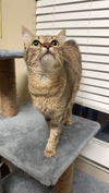 adoptable Cat in , LA named Taffy