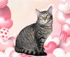 adoptable Cat in  named Joy