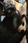 adoptable Cat in  named Mattina