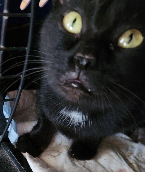 MATTINA - Domestic Short Hair / Tuxedo available for adoption