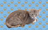 adoptable Cat in pineville, LA named Nathaniel