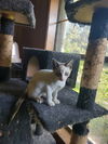 adoptable Cat in pineville, LA named S