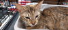 adoptable Cat in pineville, LA named M