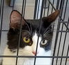 adoptable Cat in  named Precious