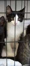 adoptable Cat in  named Baby Preshy