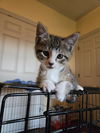 adoptable Cat in pineville, LA named Alaska