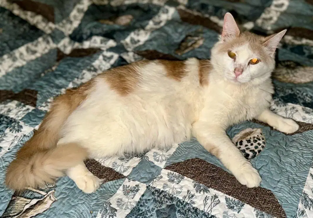 Ron Perlman - Tabby