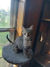 adoptable Cat in pineville, LA named Zane