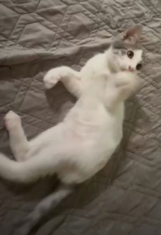 adoptable Cat in Pineville, LA named Popsicle