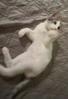 adoptable Cat in  named Popsicle