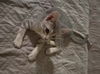 adoptable Cat in  named Eskimo Pie