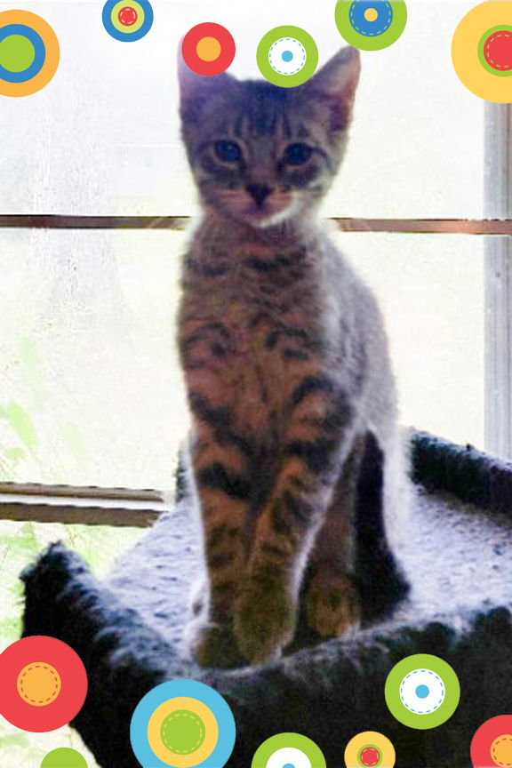 adoptable Cat in Pineville, LA named Baxter