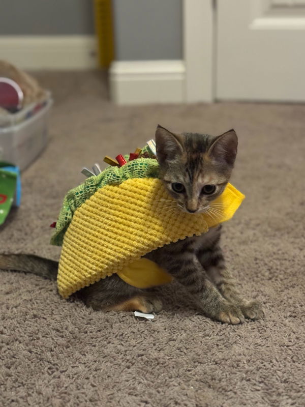 adoptable Cat in Pineville, LA named Taylor Frankie Paul