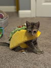 adoptable Cat in pineville, LA named Taylor Frankie Paul