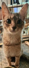 adoptable Cat in pineville, LA named Sue Ellen