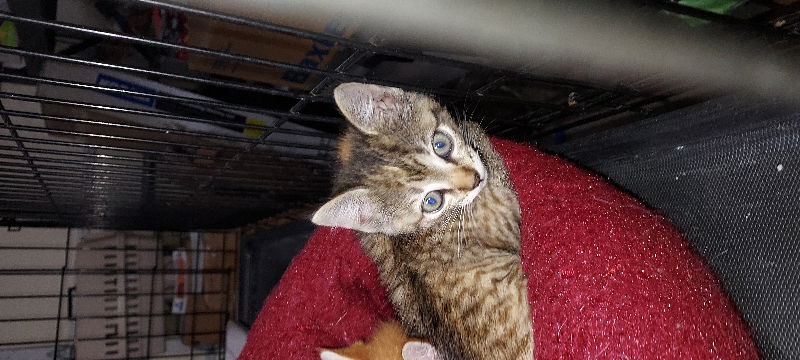 adoptable Cat in Pineville, LA named Pickles