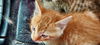 adoptable Cat in pineville, LA named Butters