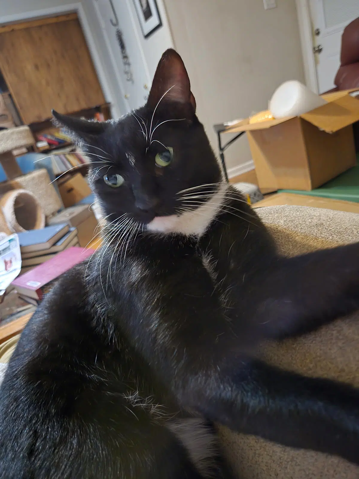 Charlie - Domestic Short Hair