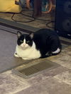 adoptable Cat in pineville, LA named Moo Cow