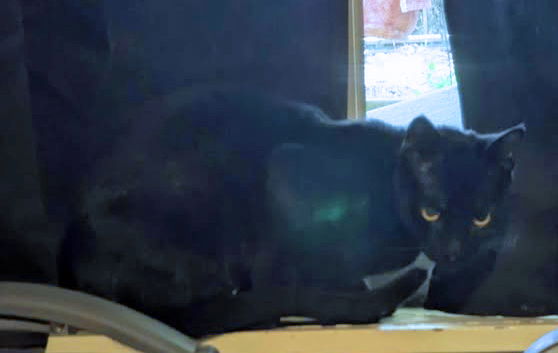 adoptable Cat in Pineville, LA named Mona