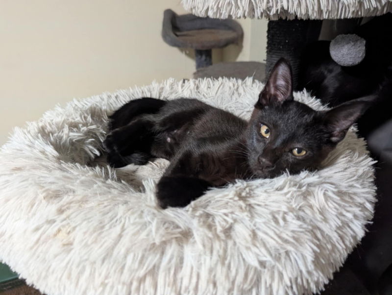 adoptable Cat in Pineville, LA named G'Kar