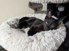 adoptable Cat in  named G