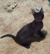 adoptable Cat in pineville, LA named Londo