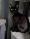 adoptable Cat in pineville, LA named Vir