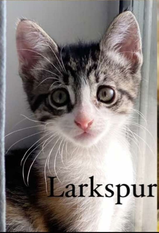 adoptable Cat in Pineville, LA named Larkspur