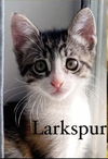 adoptable Cat in pineville, LA named Larkspur