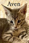 adoptable Cat in  named Aven